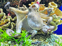 В Алуште появился свой осьминог предсказатель